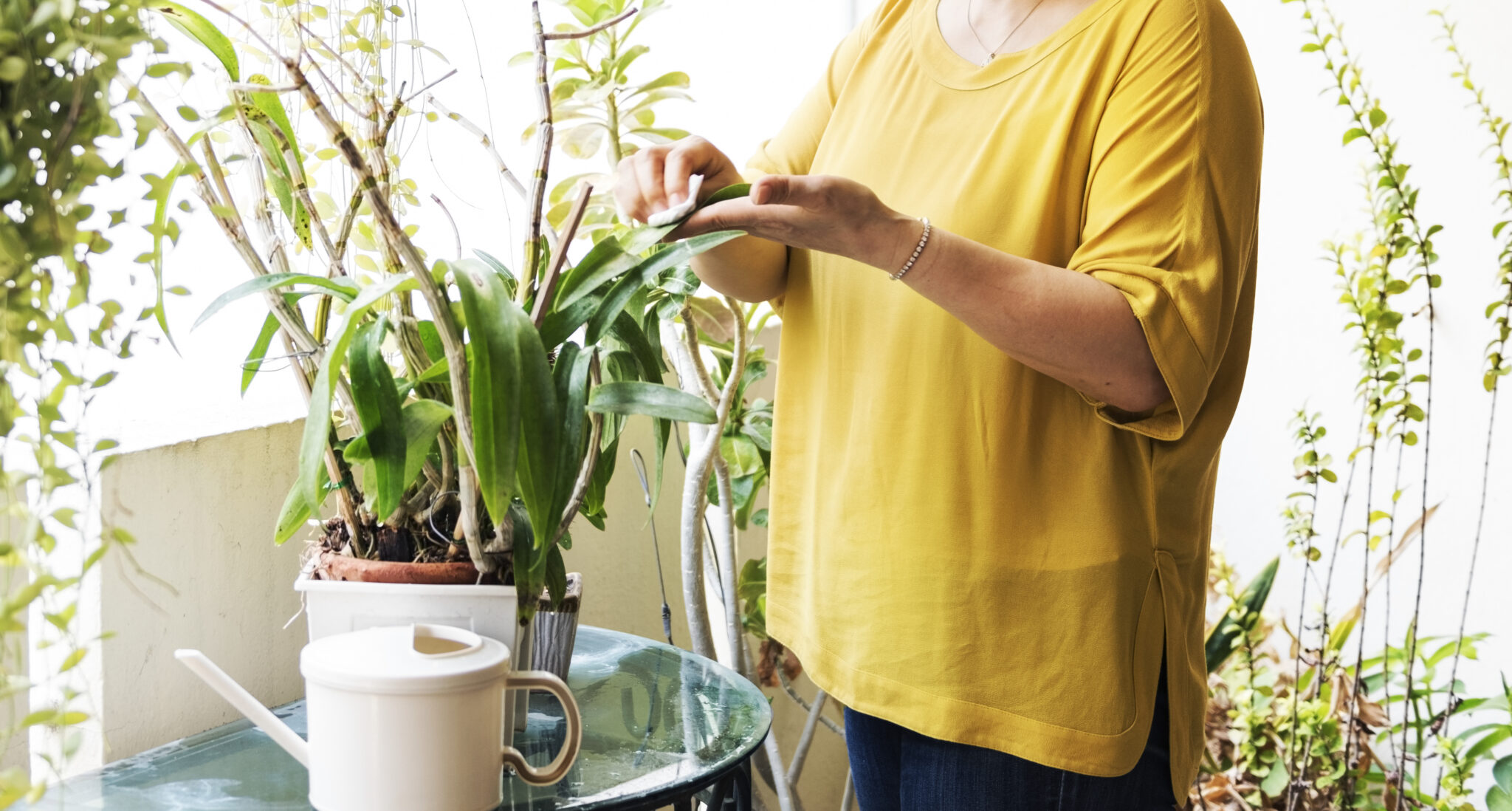 Apartman ve Sitelerde Bakımı Kolay Bitkiler | Yeşil Alanlar İçin Pratik Öneriler